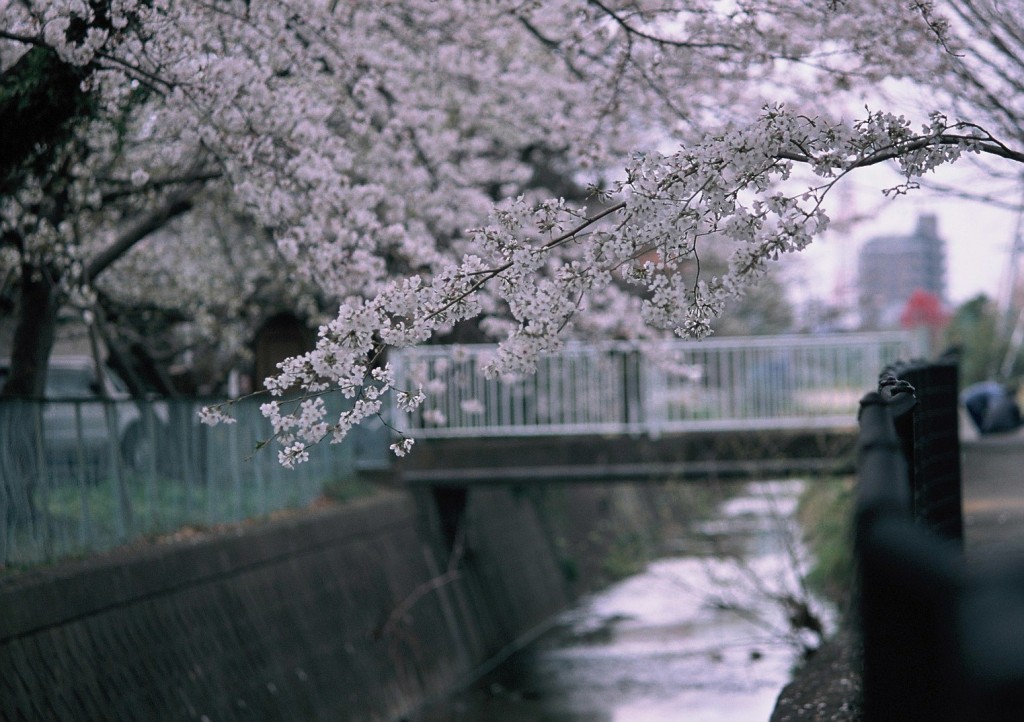 新しい桜撮影ポイント。やっぱ川があると映える(SP2/Fujinon 135mm f3.5/Velvia100F)