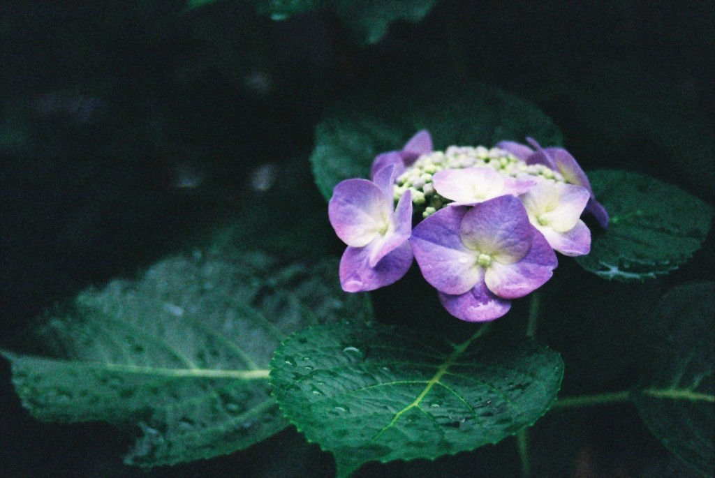 咲き始めの紫陽花。だが年によって色が違う(Nikon U/Nikkor 28-80mm f3.5/Kodac Gold400)